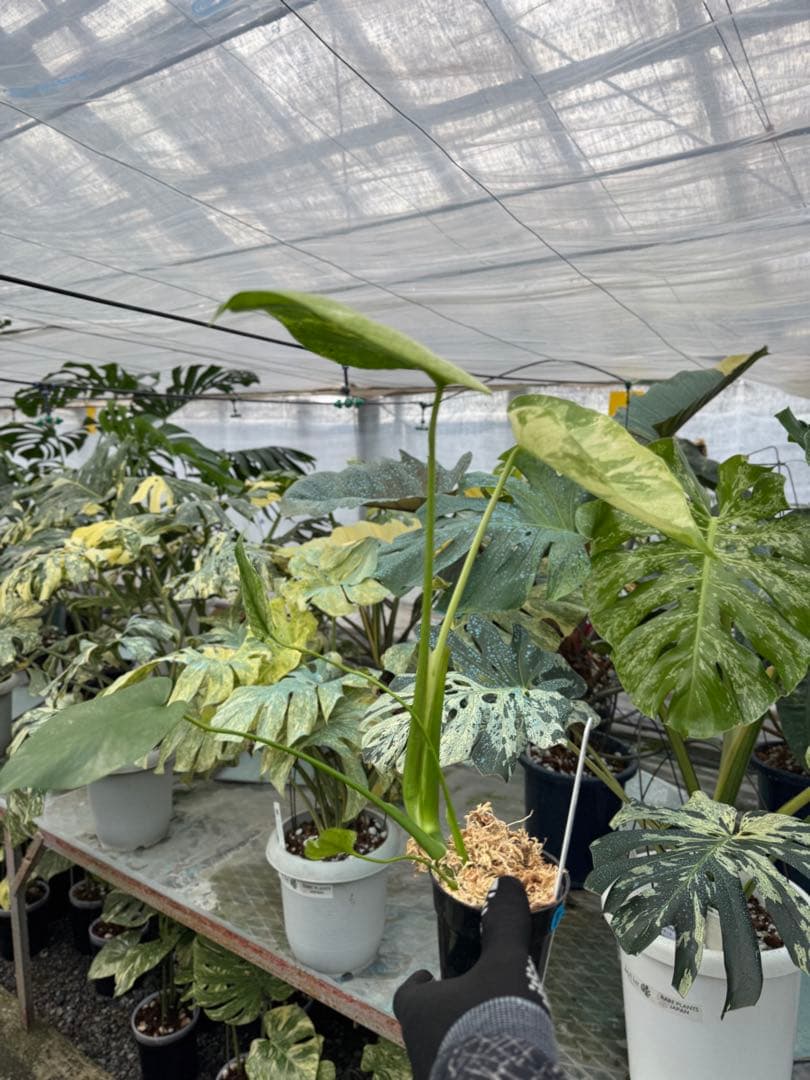 モンステラ　デリシオーサ　ミント　トリカラー