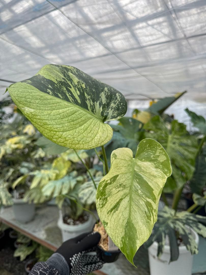 モンステラ　デリシオーサ　ミント　トリカラー
