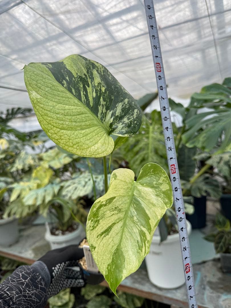 モンステラ　デリシオーサ　ミント　トリカラー