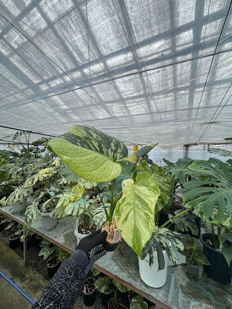 モンステラ　デリシオーサ　ミント　トリカラー