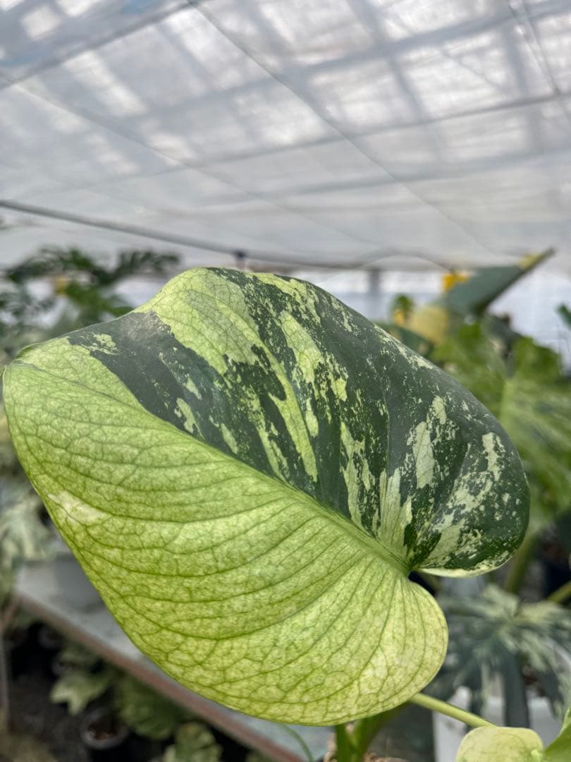 モンステラ　デリシオーサ　ミント　トリカラー