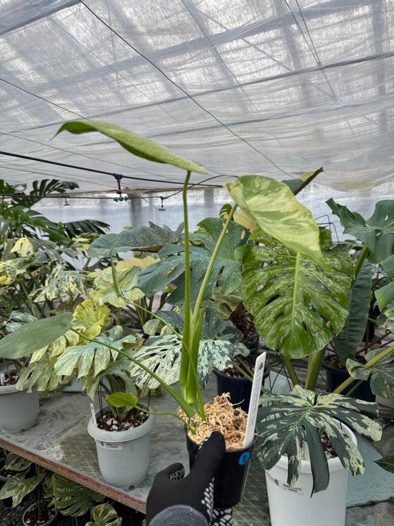 モンステラ　デリシオーサ　ミント　トリカラー