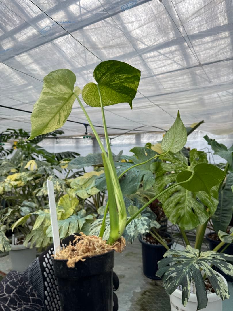 モンステラ　デリシオーサ　ミント　トリカラー