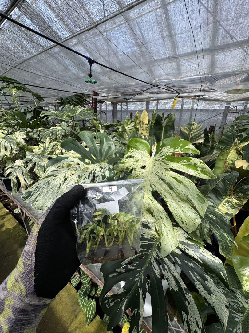 観葉植物】①モンステラ デリシオーサ タイコンステレーション