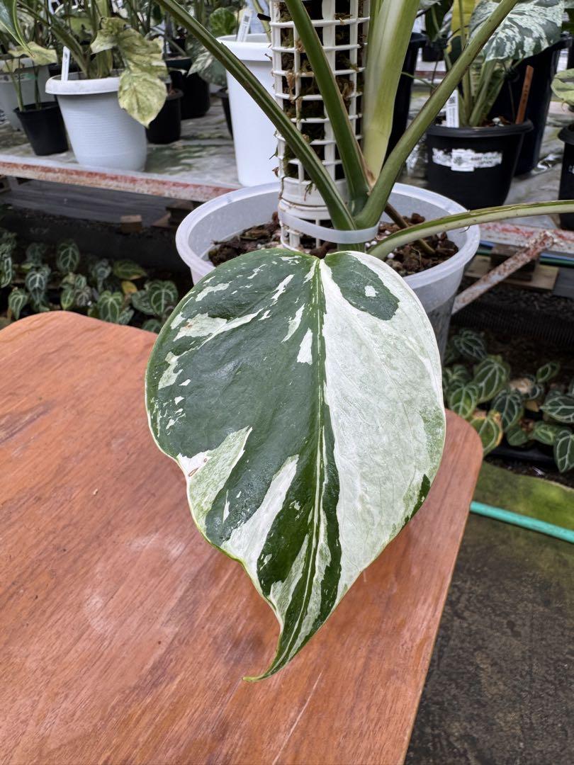 モンステラ ボルシギアナ フルミント 観葉植物 斑入り モンステラ 'ボルシギアナミント' 厳選カット苗 – RARE PLANTS