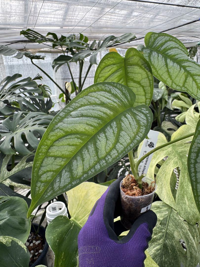 モンテスラ 天津ラン・モンステラデリシオーサホワイトモンスター ( Monstera