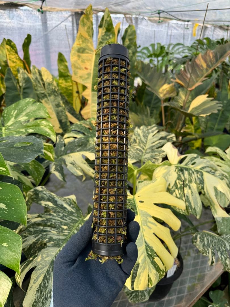 Jolie 水苔付き円柱型モスポール モンステラ支柱 生産プロの秘訣 植物用上り棒 4本セット