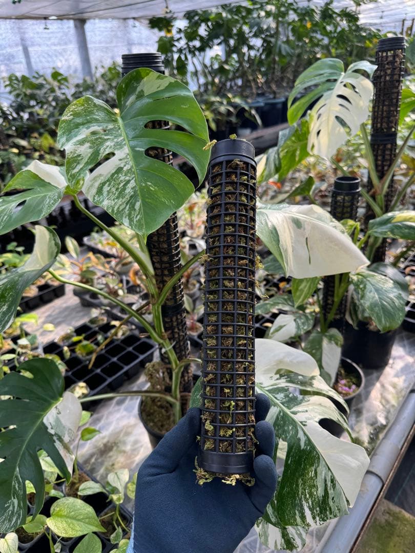 モスポール　水苔入り済 生産プロの秘訣　植物用上り棒　20本まとめ29cmサイズ モスポール 水苔入り済 生産プロの秘訣 植物用上り棒 10本まとめ20cm