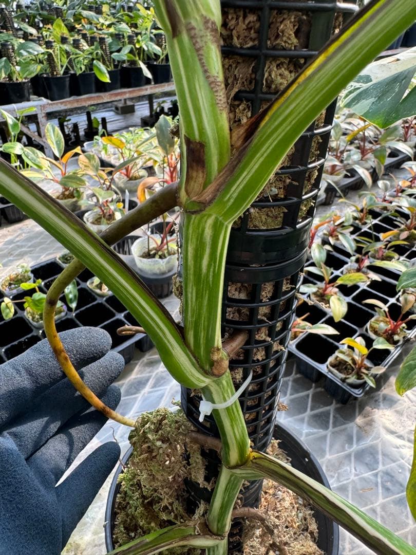 連結式モスポール 20cm／29cm 4本・8本セット｜観葉植物用 支柱 成長