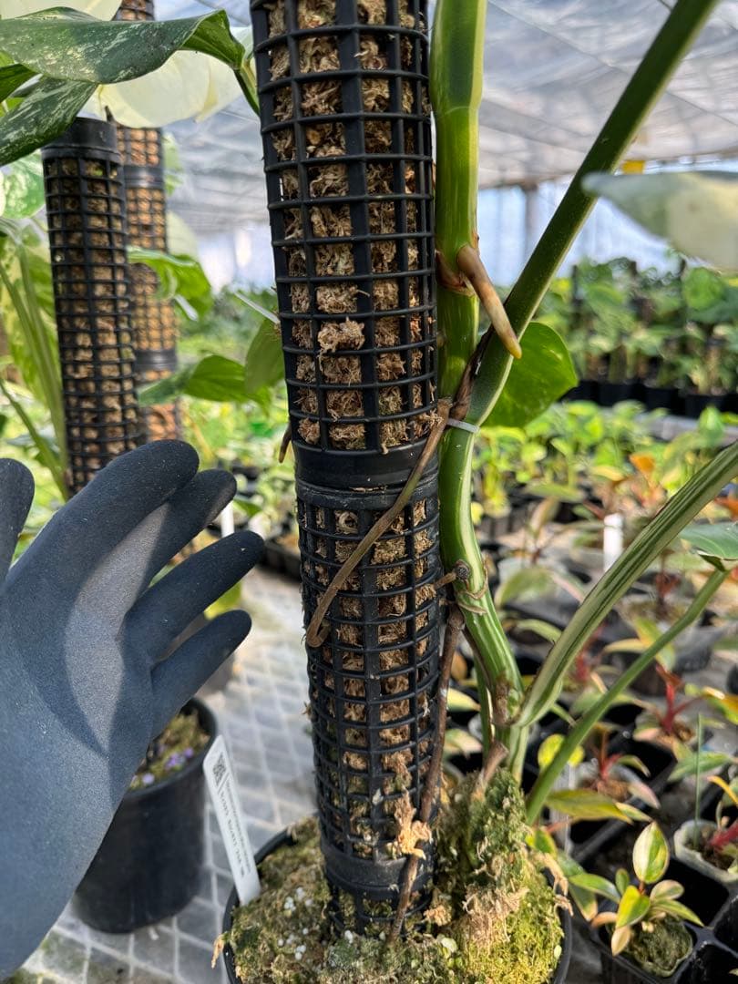 鉢付きモスポールセット連結可能 つる性 観葉植物 支柱 5.5号鉢・20cm