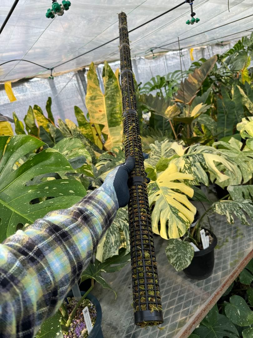 Jolie 水苔付き円柱型モスポール モンステラ支柱 生産プロの秘訣 植物用上り棒 4本セット