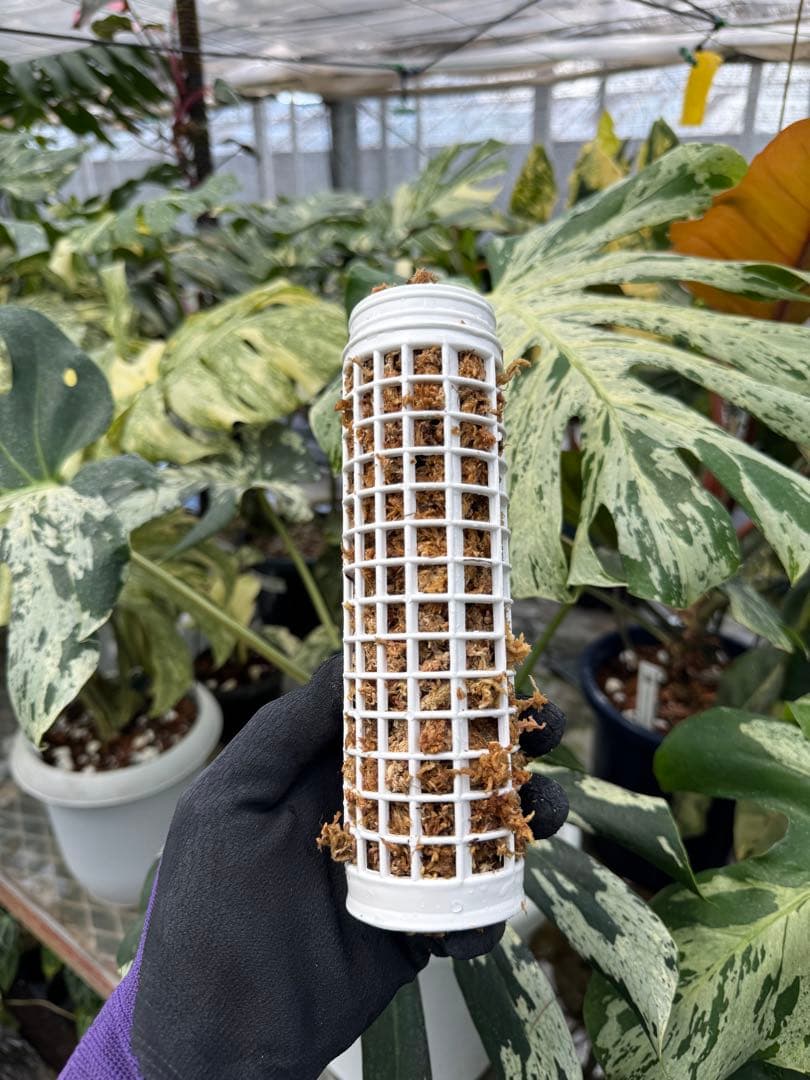 モスポール　水苔入り済 生産プロの秘訣　植物用上り棒180本まとめ29cmサイズ モスポール 水苔入り済 生産プロの秘訣 植物用上り棒 10本まとめ29cm