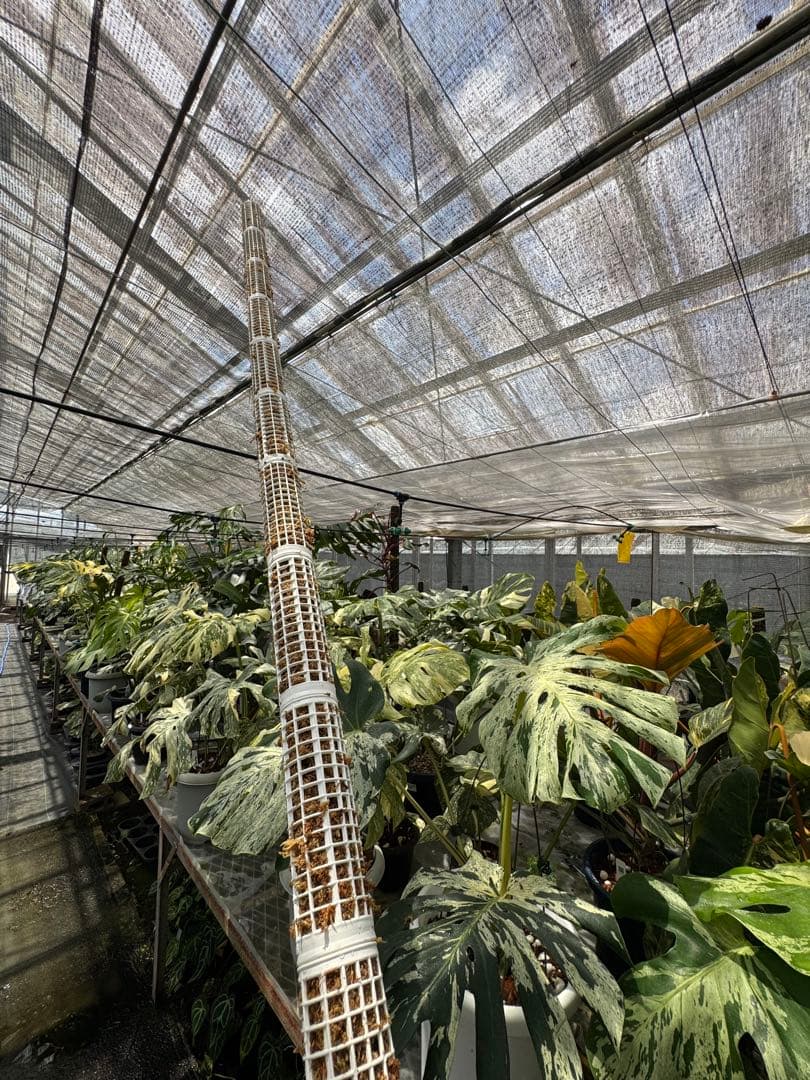 水苔ありモスポール 生産プロの秘訣 植物用上り棒【白/黒・4本/10本