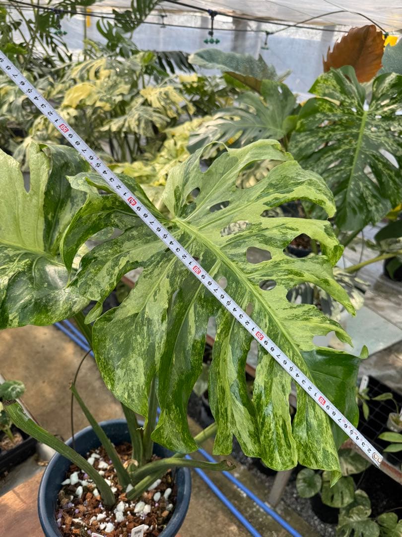 モンステラ　デリシオーサ　オシャンミント　マスターピース