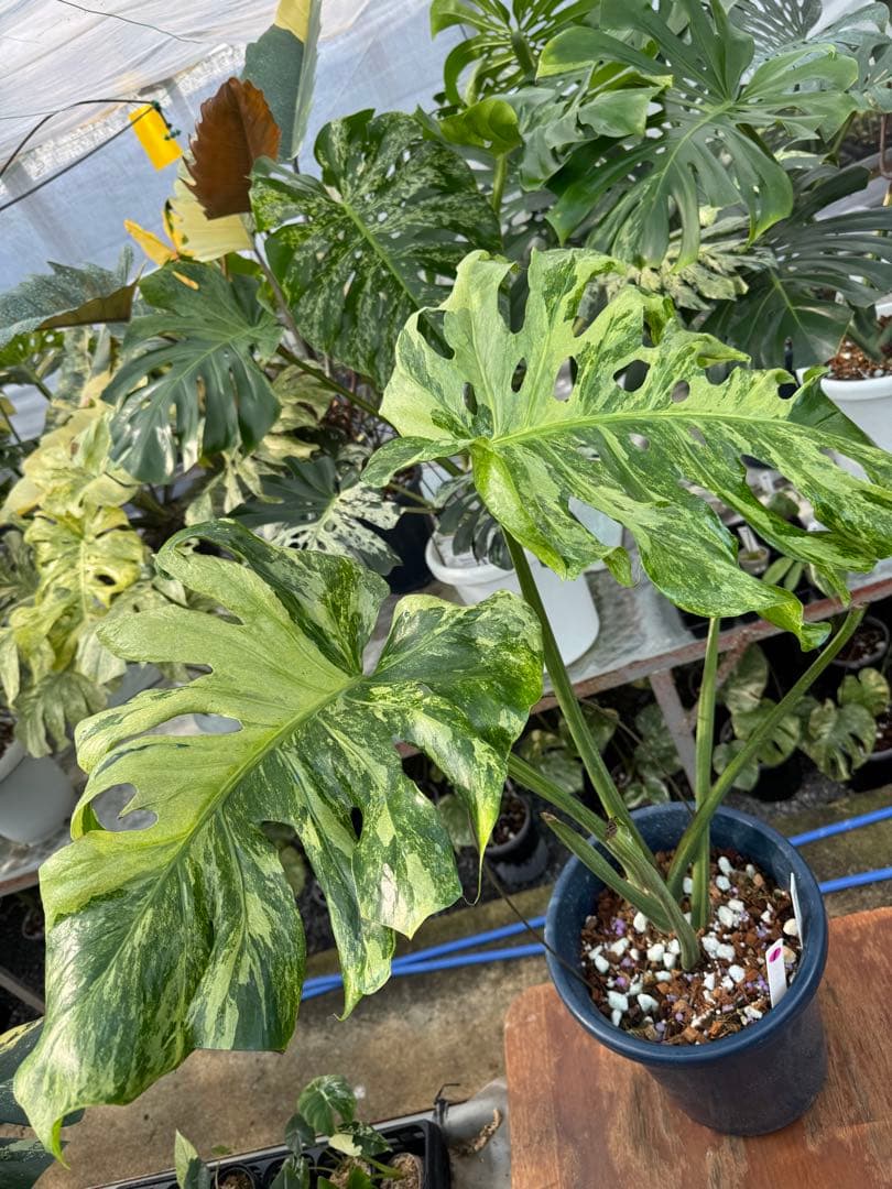 モンステラ　デリシオーサ　オシャンミント　マスターピース モンステラ デリシオーサ オシャンミント マスターピース – JolieNursery