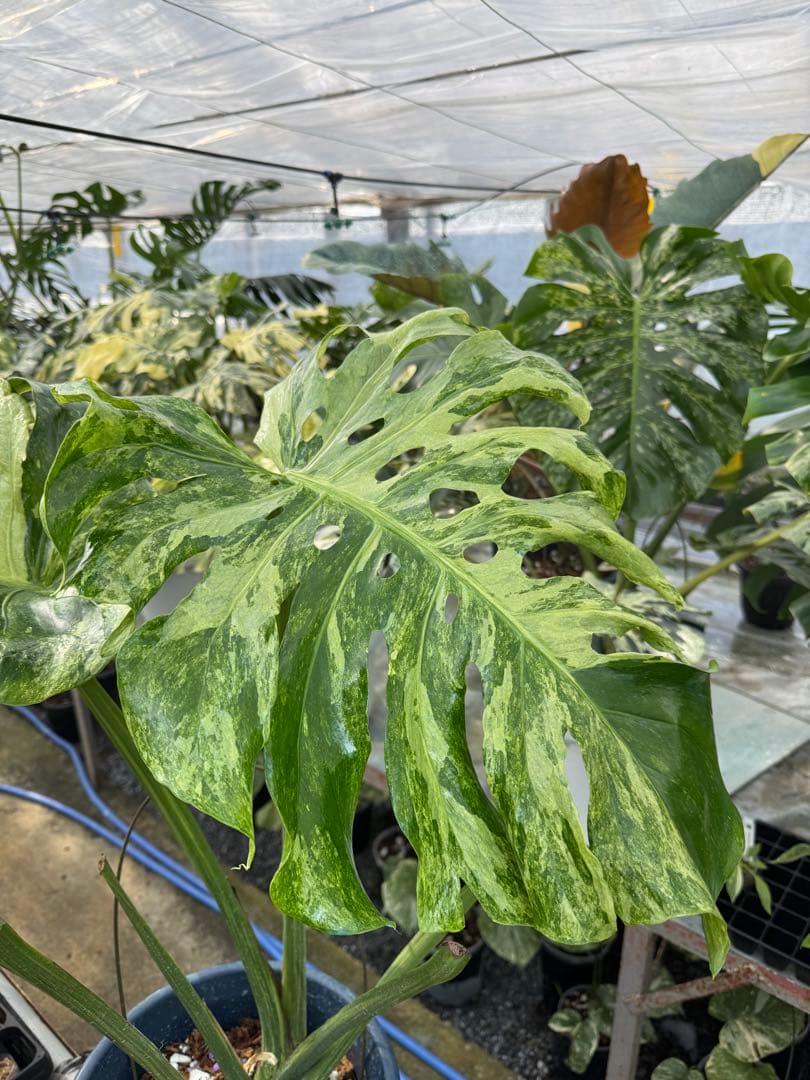 モンステラ デリシオーサ オシャンミント マスターピース – JolieNursery