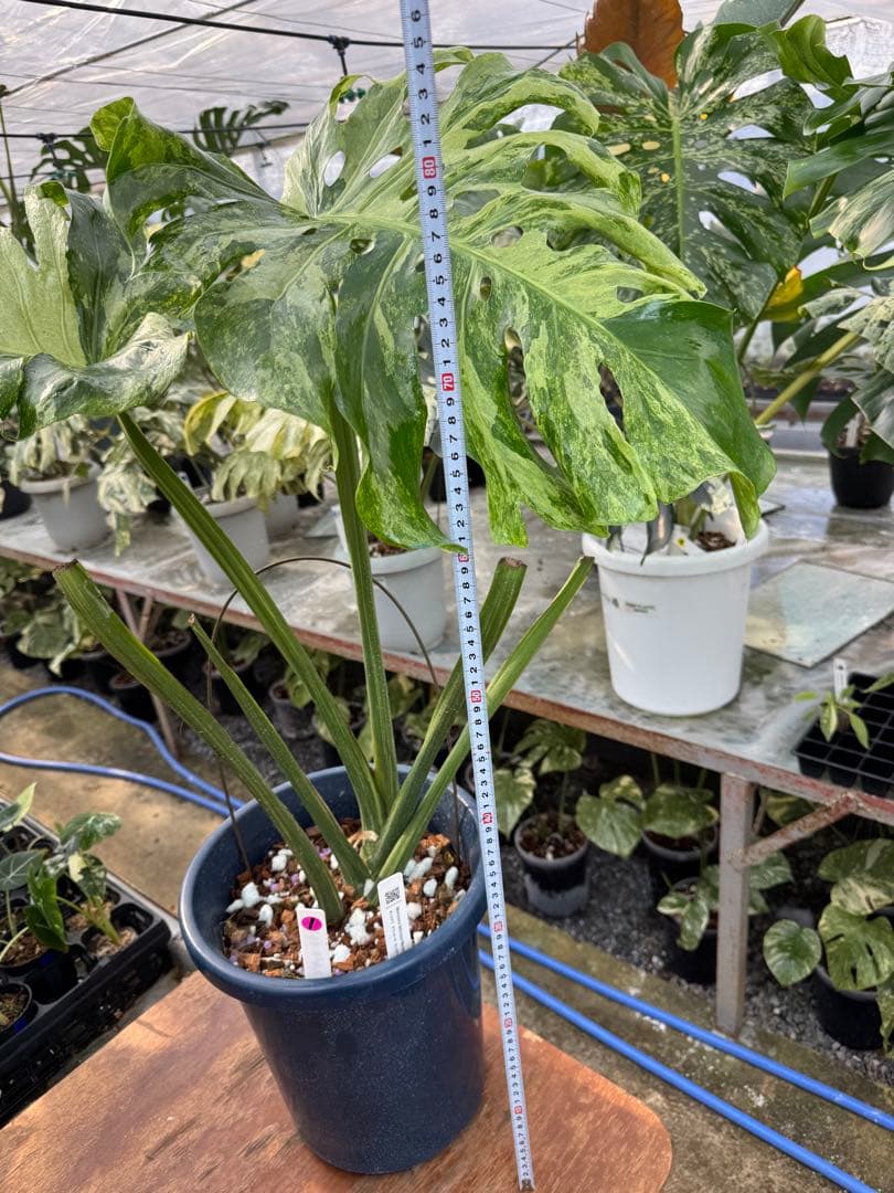 モンステラ　デリシオーサ　オシャンミント　マスターピース