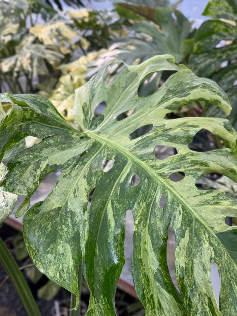 モンステラ　デリシオーサ　オシャンミント　マスターピース