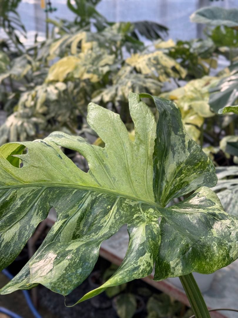 モンステラ　デリシオーサ　オシャンミント　マスターピース