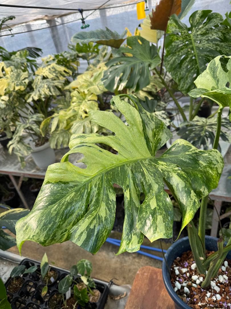 モンステラ　デリシオーサ　オシャンミント　マスターピース