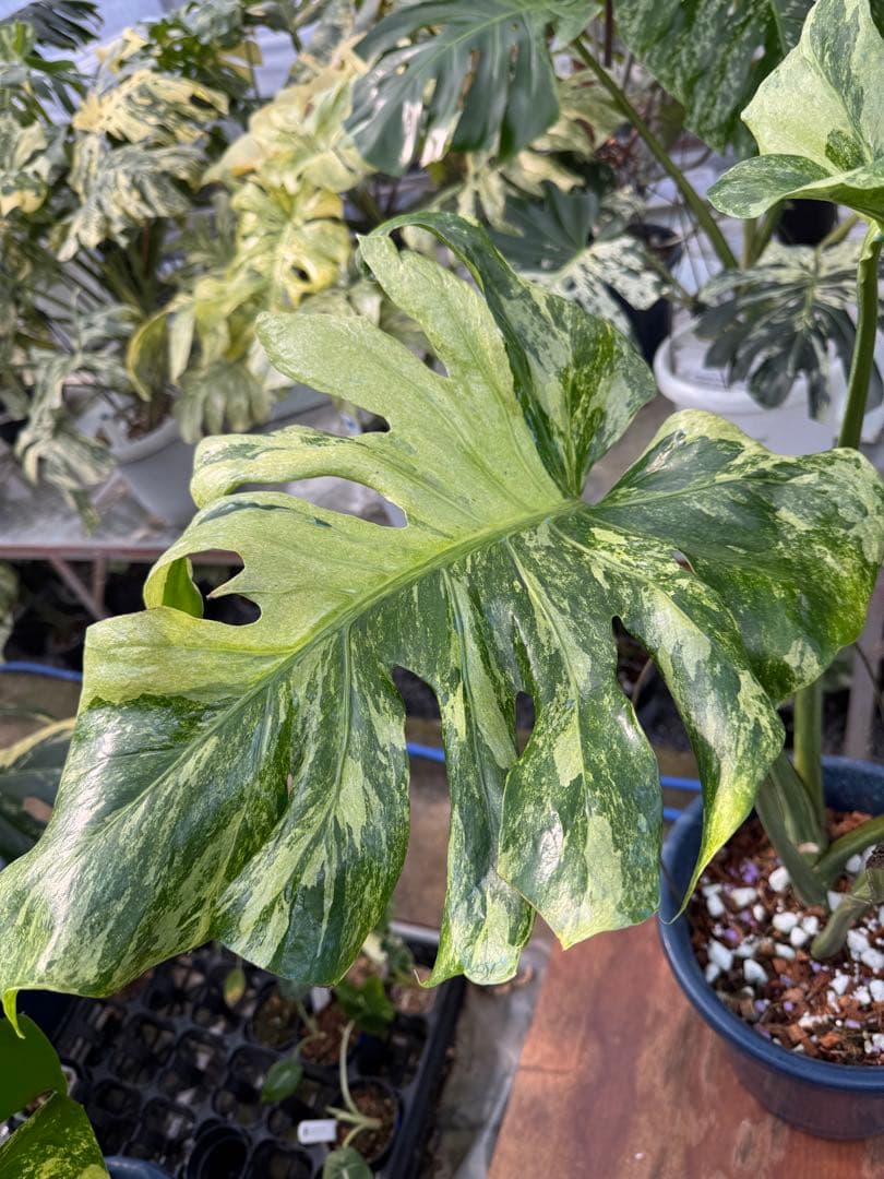 モンステラ デリシオーサ オシャンミント マスターピース – JolieNursery