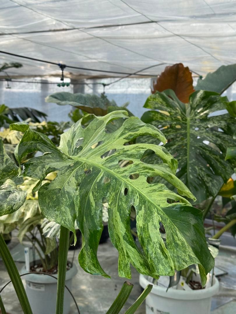 モンステラ　デリシオーサ　オシャンミント　マスターピース