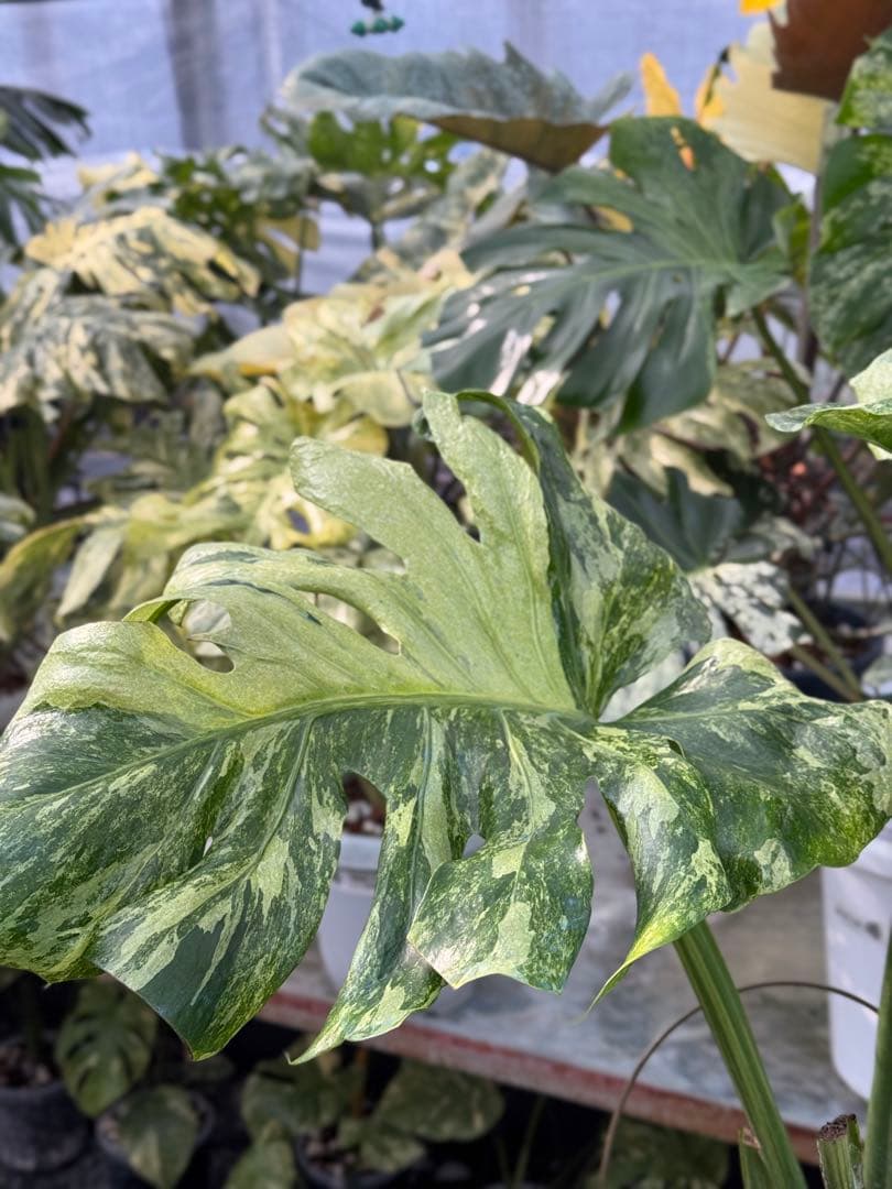 モンステラ　デリシオーサ　オシャンミント　マスターピース