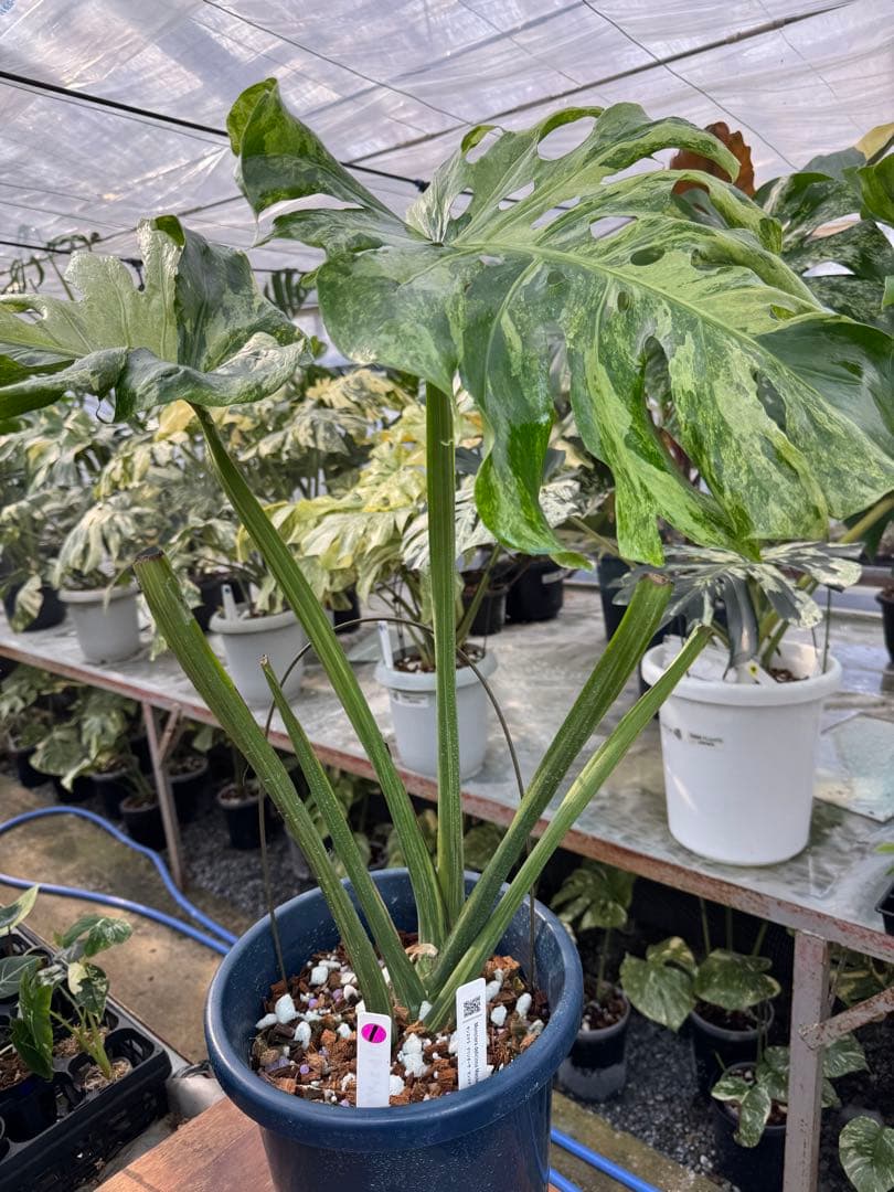 モンステラ　デリシオーサ　オシャンミント　マスターピース