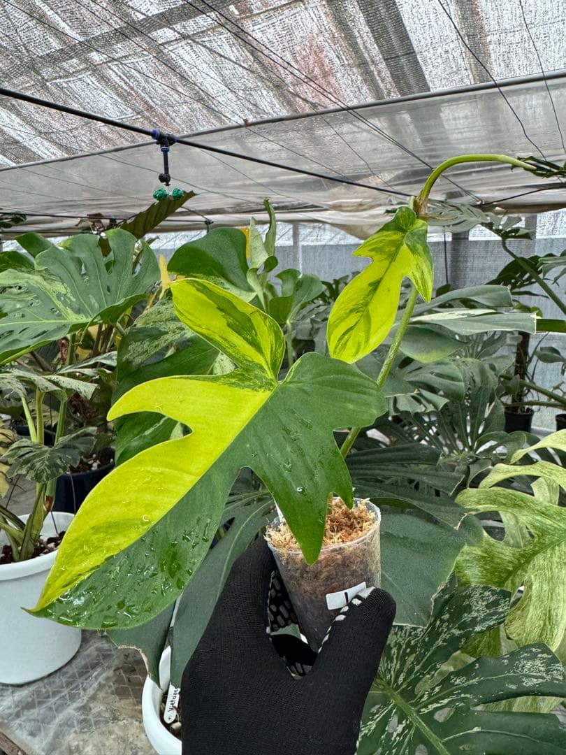 フィロデンドロン – JolieNursery