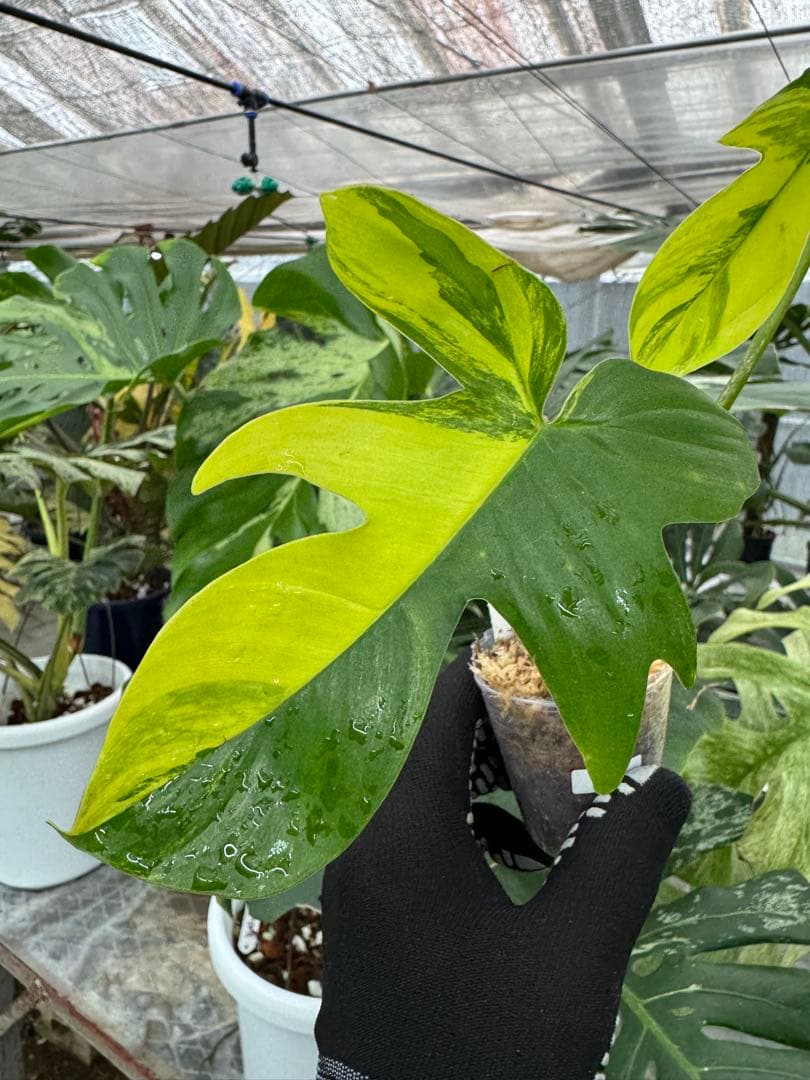 フィロデンドロン フロリダビューティー 黄斑入り カット苗 – JolieNursery