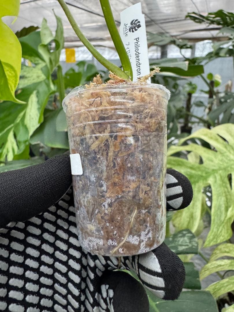 フィロデンドロン フロリダビューティー 黄斑入り カット苗 – JolieNursery