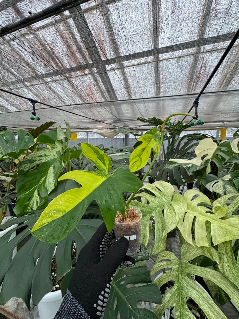 フィロデンドロン フロリダビューティー 黄斑入り カット苗 – JolieNursery