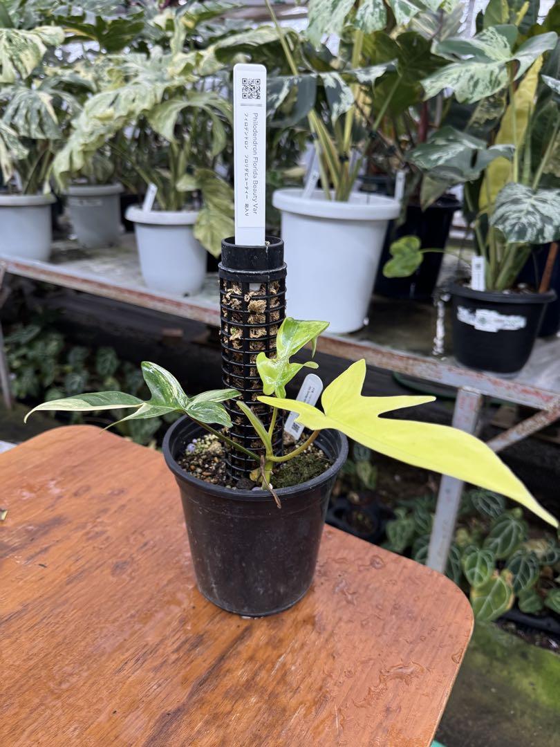 フィロデンドロン フロリダビューティー 黄斑入り 鉢モスポール