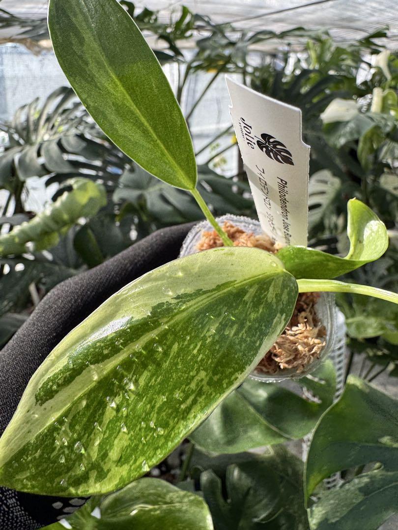 フィロデンドロン ジョセボーノ 斑入り ネコポス 2寸ポリポット 組織