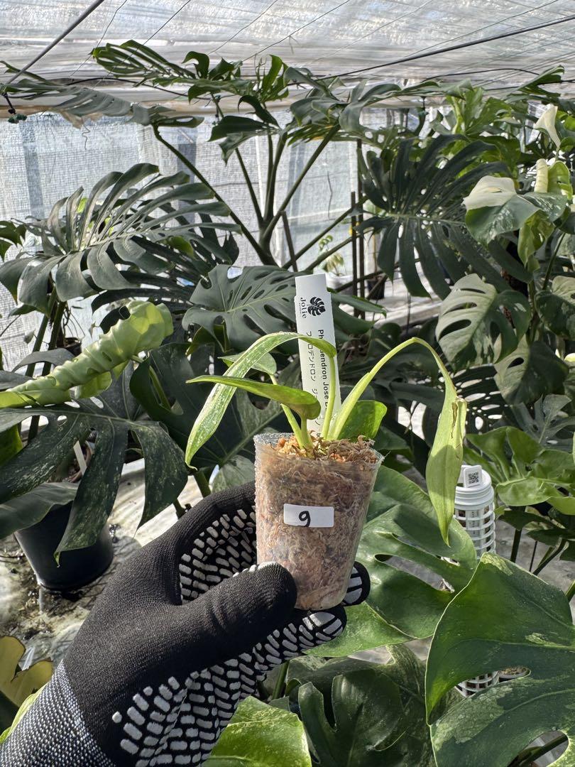 7 フィロデンドロン ビレッティア 斑入り 組織培養苗 順化済 激レア