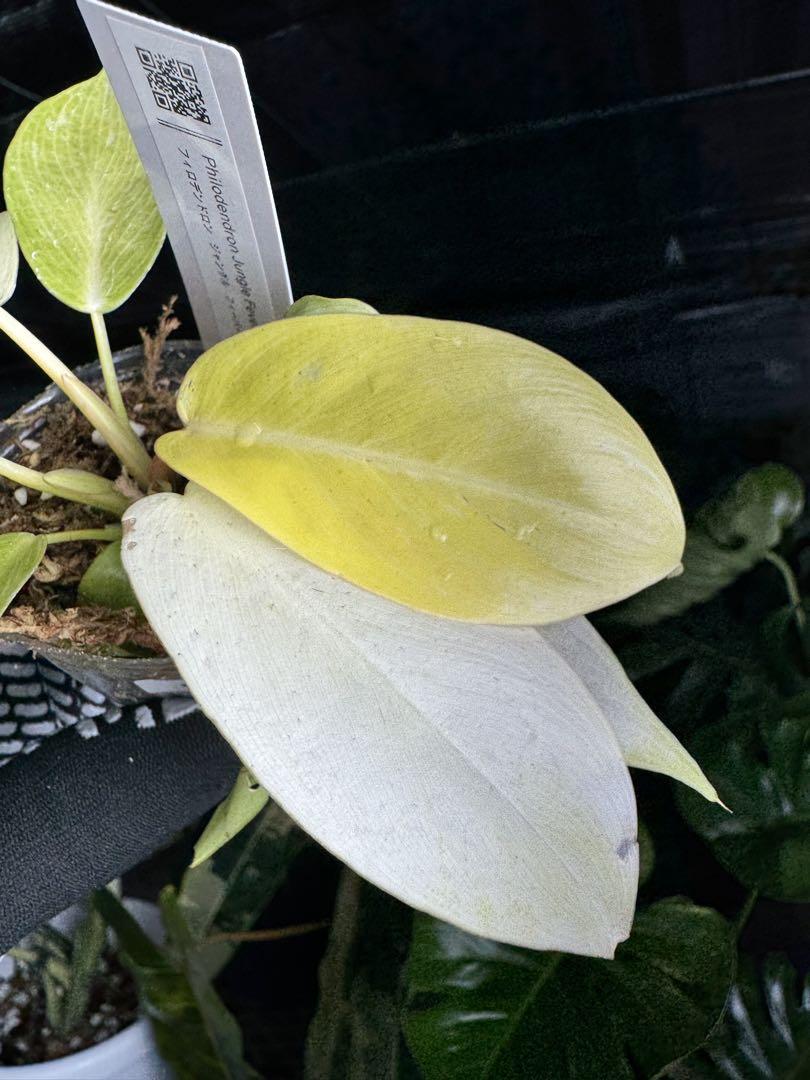 フィロデンドロン ジャングルフィーバー ネコポス発送 – JolieNursery