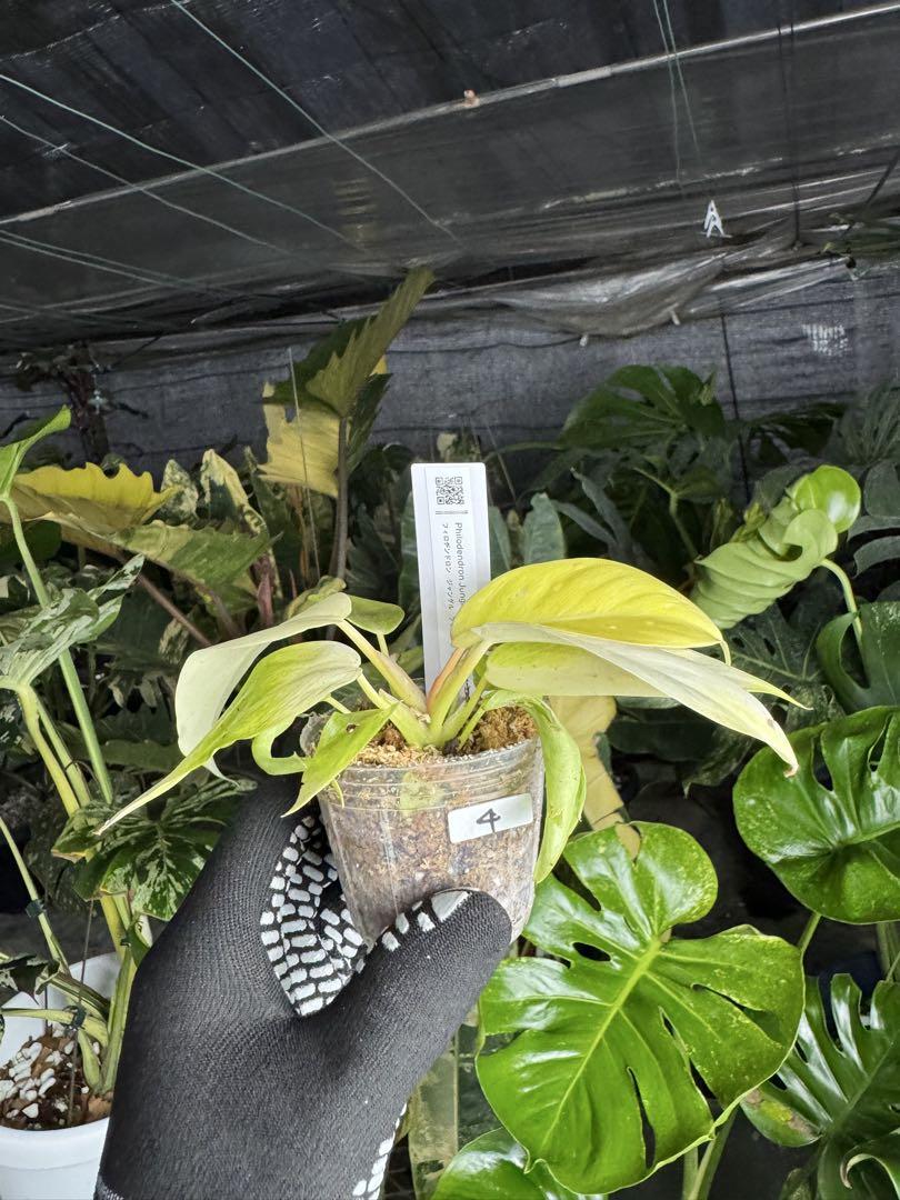 フィロデンドロン ジャングルフィーバー ネコポス発送 – JolieNursery