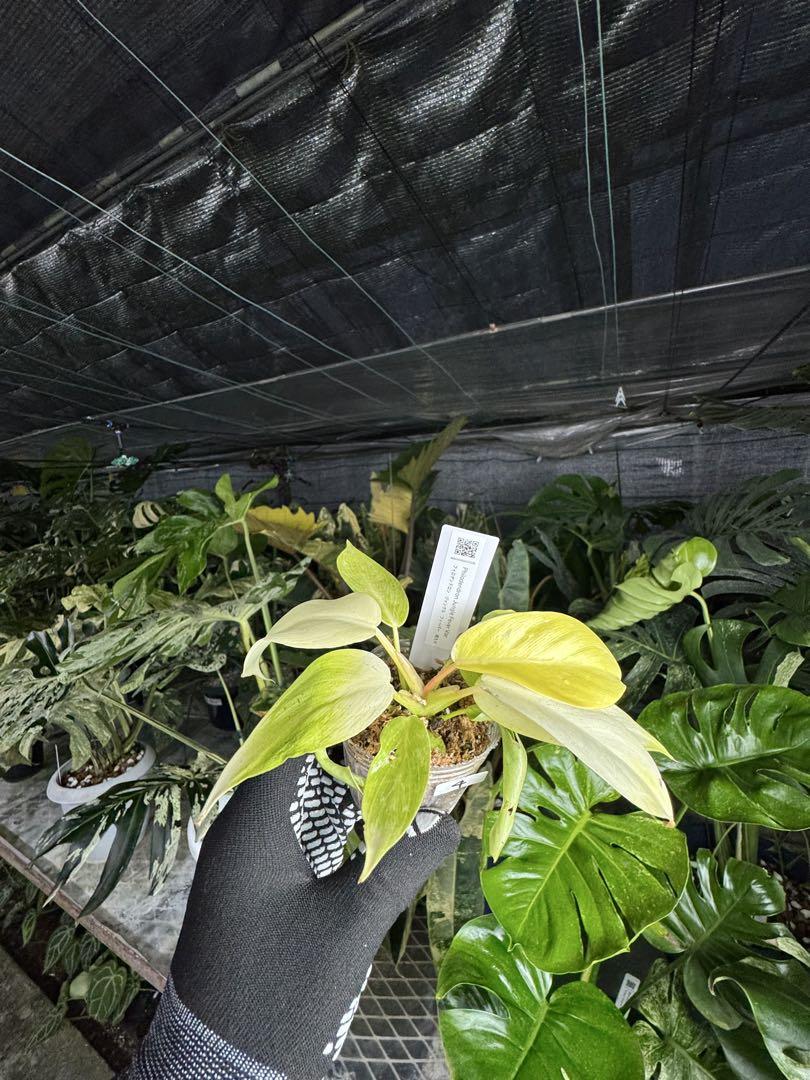 フィロデンドロン ジャングルフィーバー ネコポス発送 – JolieNursery