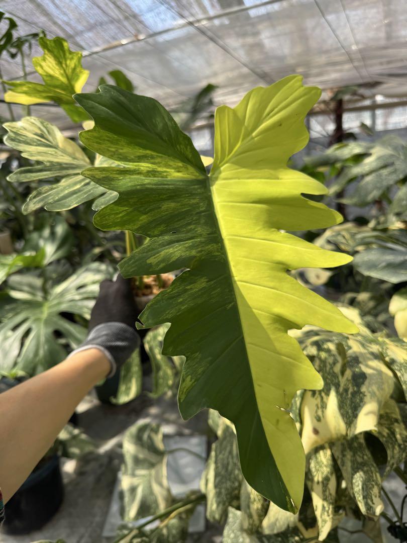 フィロデンドロン　キティナ　(フロリダビューティー　x マヨイ)