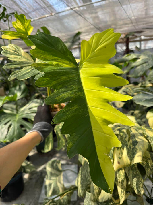 フィロデンドロン　キティナ　(フロリダビューティー　x マヨイ)