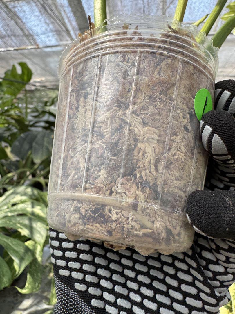 フィロデンドロン　キティナ　(フロリダビューティー　x マヨイ)