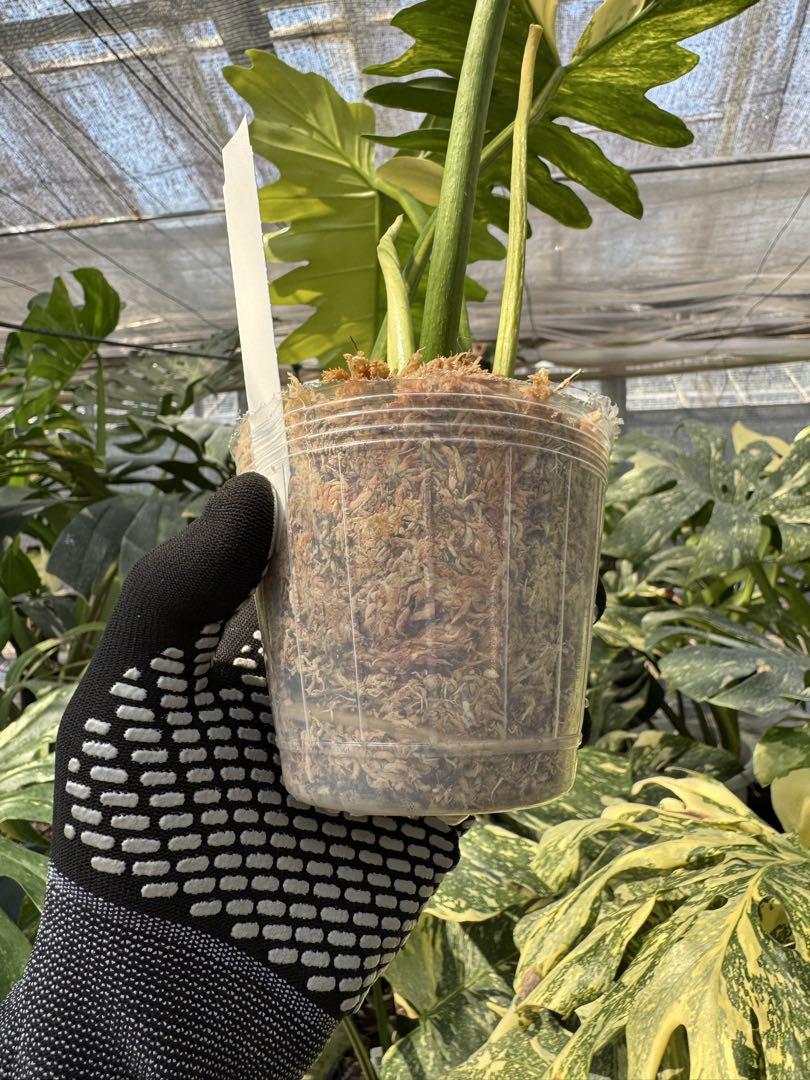 フィロデンドロン　キティナ　(フロリダビューティー　x マヨイ)