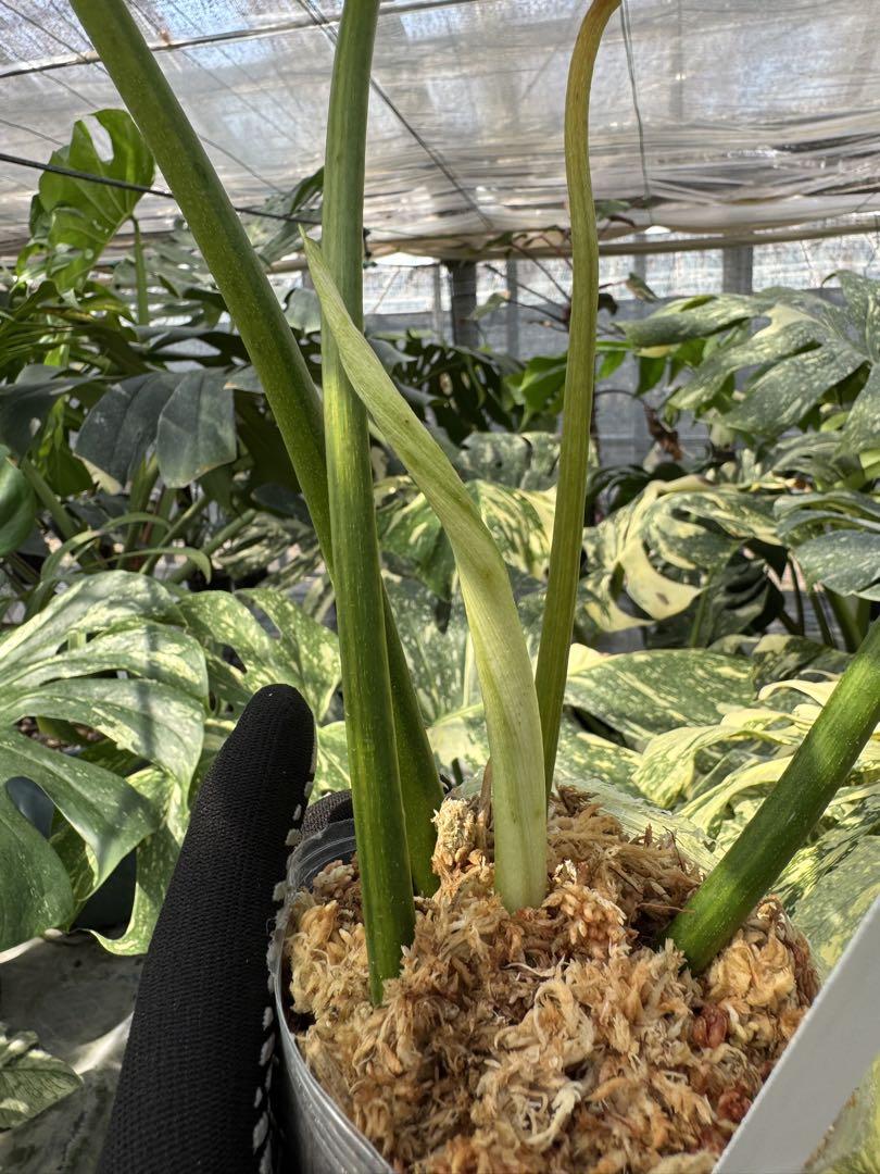 フィロデンドロン　キティナ　(フロリダビューティー　x マヨイ)