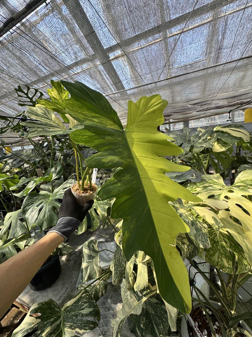 フィロデンドロン　キティナ　(フロリダビューティー　x マヨイ)