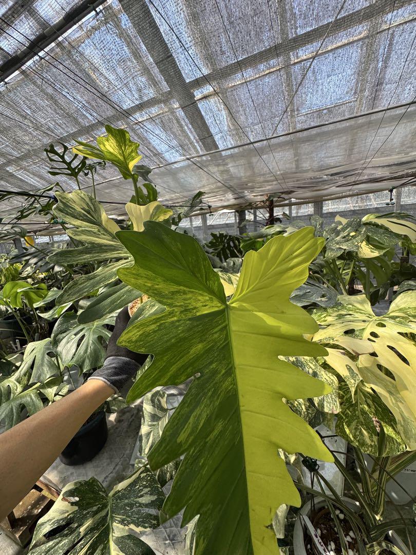 フィロデンドロン　キティナ　(フロリダビューティー　x マヨイ)