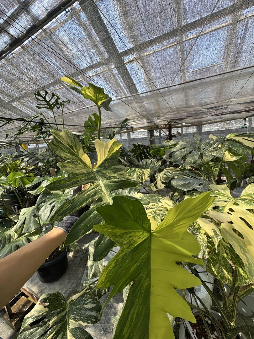 フィロデンドロン キティナ (フロリダビューティー x マヨイ