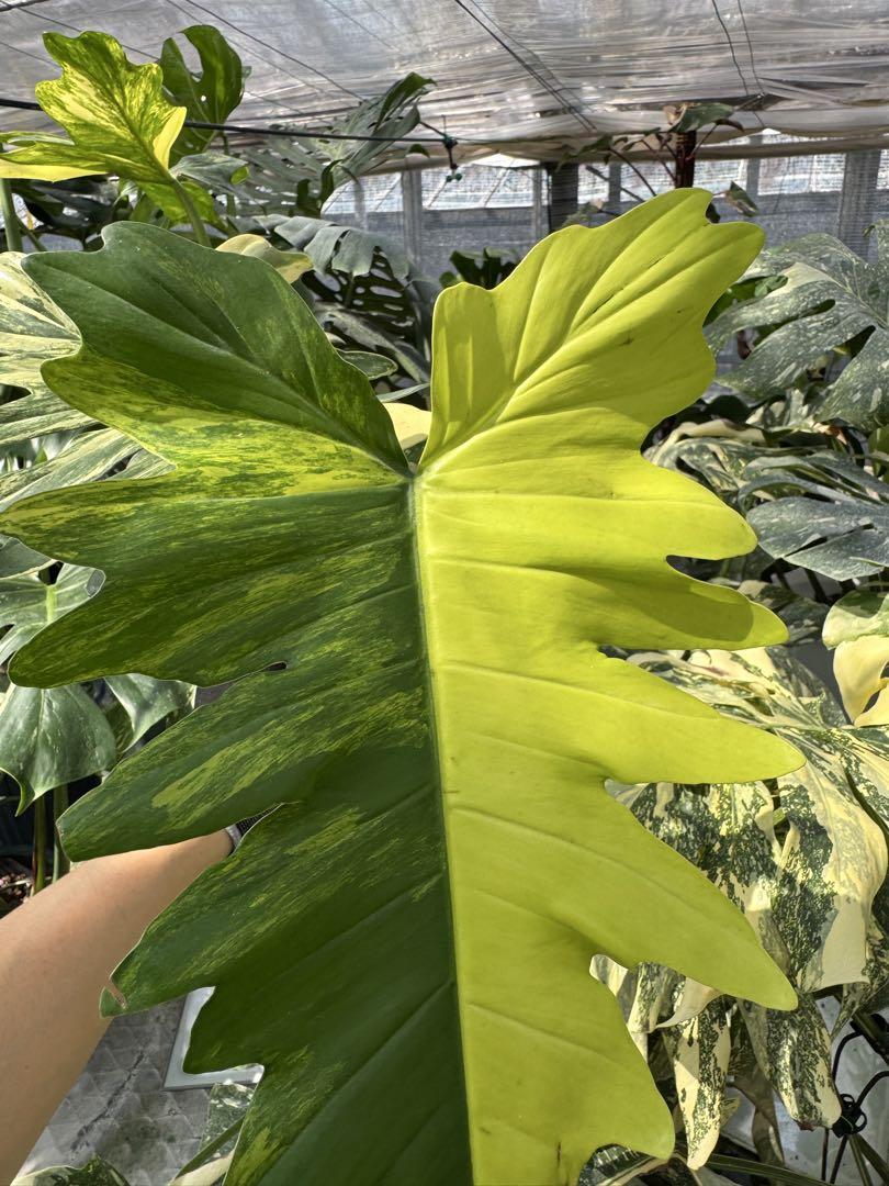 フィロデンドロン　キティナ　(フロリダビューティー　x マヨイ)