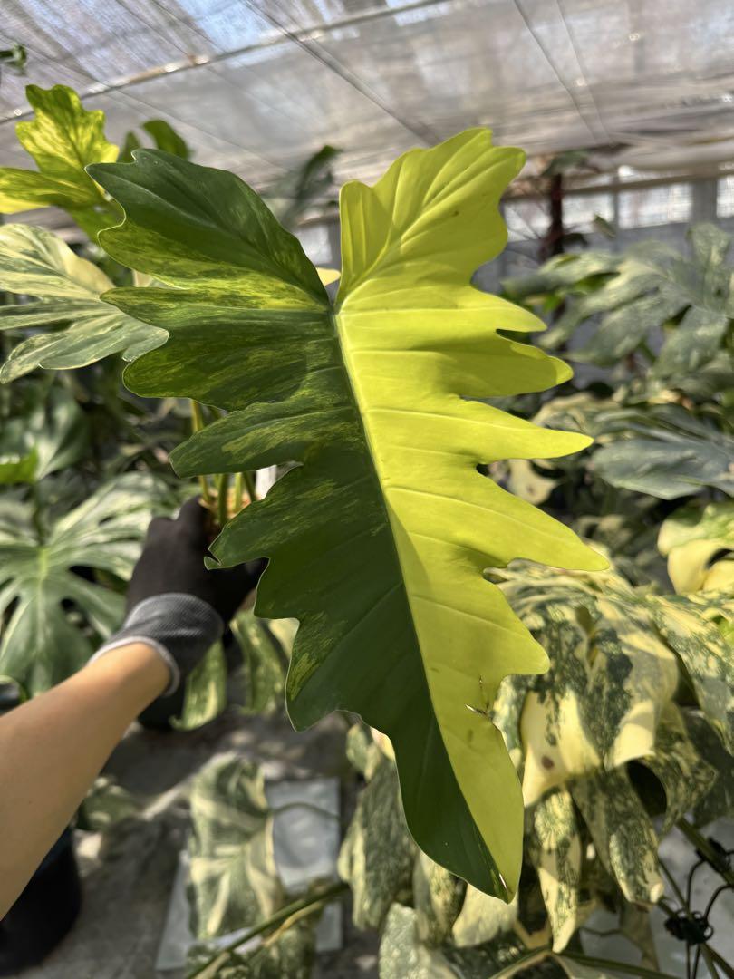 フィロデンドロン　キティナ　(フロリダビューティー　x マヨイ)