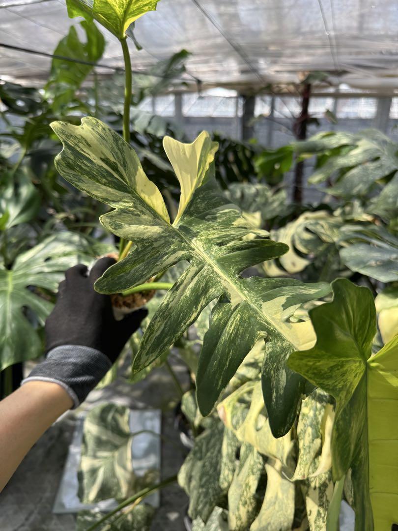 フィロデンドロン　キティナ　(フロリダビューティー　x マヨイ)