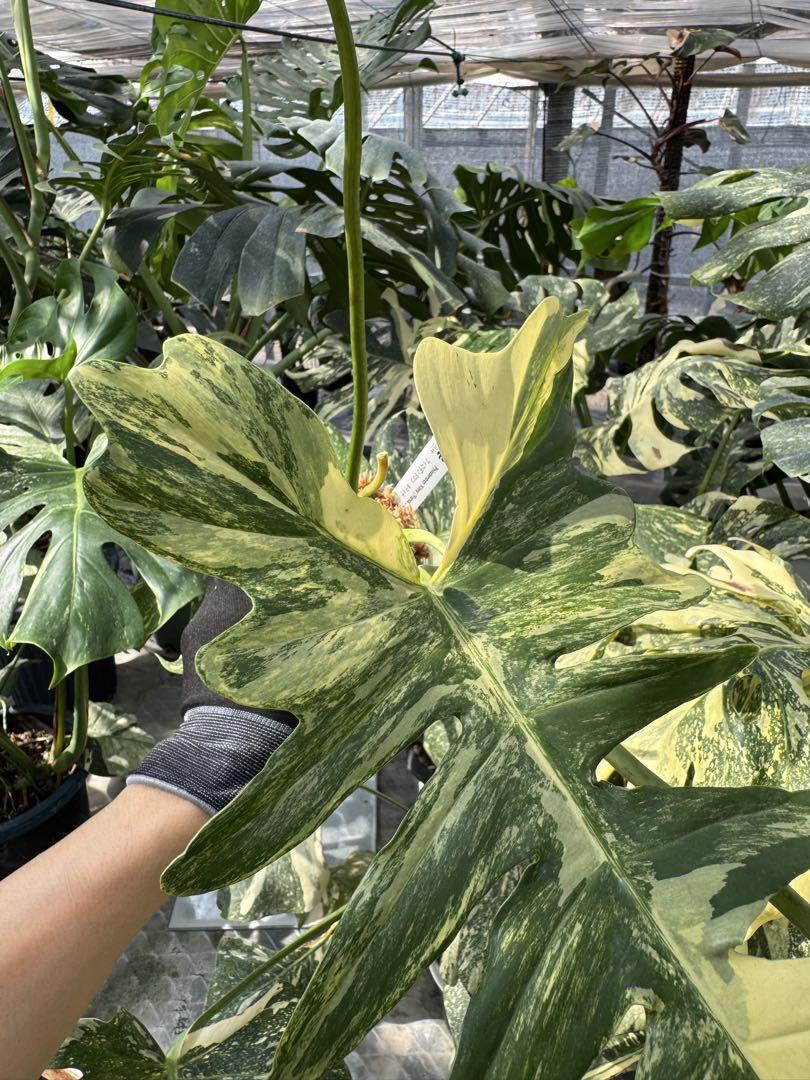 フィロデンドロン　キティナ　(フロリダビューティー　x マヨイ)